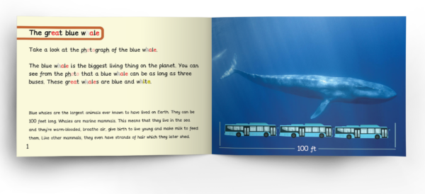 stage 8 blue whale inside 1